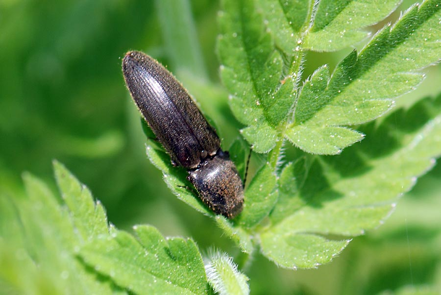 Elateridae in Val Posina n3 da id. - Athous vittatus
